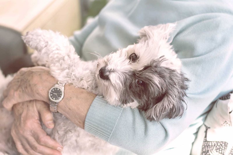 A photo of a senior woman hugging her poodle dog.