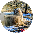 Fariba Massah profile picture