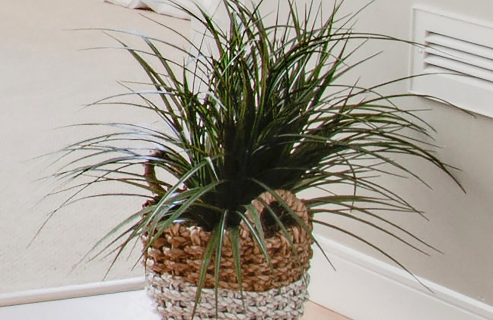 grass-like plan inside a wicker basket